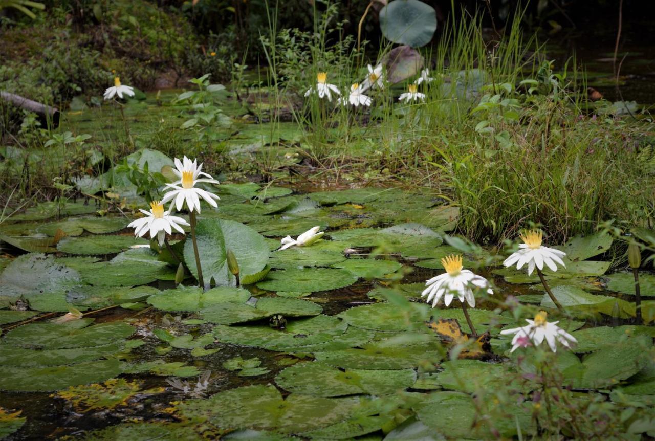 Mena Creek Flower House エクステリア 写真