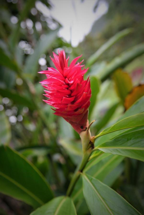 Mena Creek Flower House エクステリア 写真