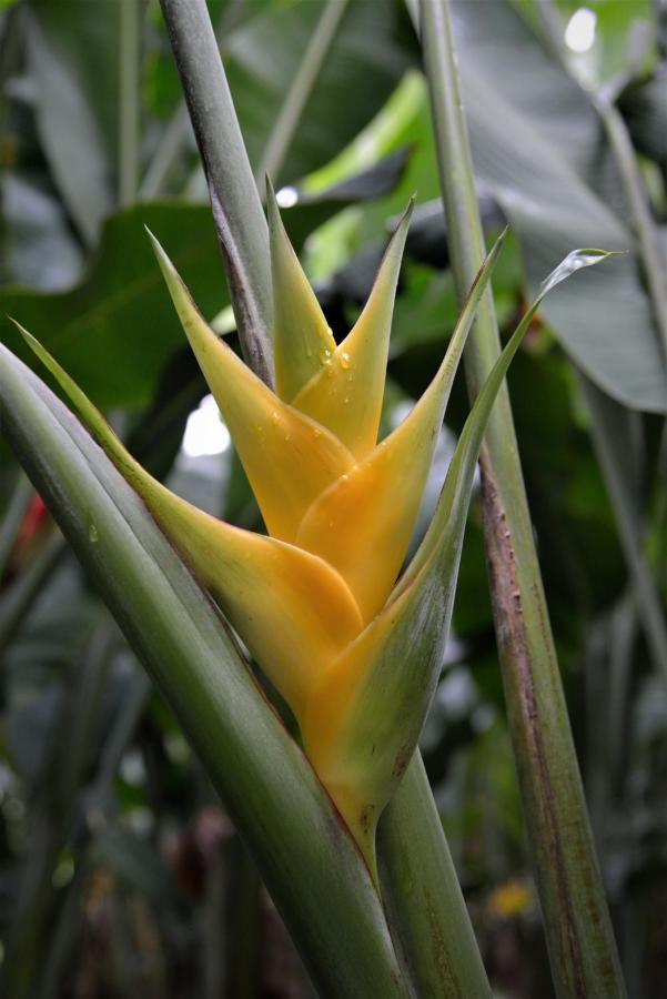 Mena Creek Flower House エクステリア 写真