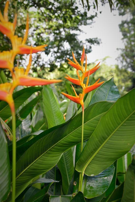 Mena Creek Flower House エクステリア 写真